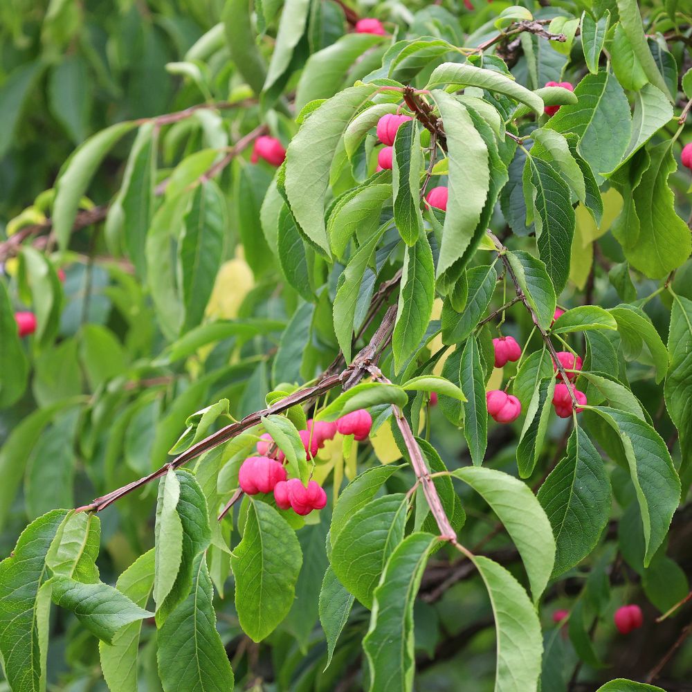 Euonymus europaeus (kardinaalsmuts)