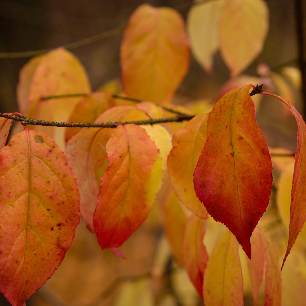Euonymus europaeus (kardinaalsmuts)