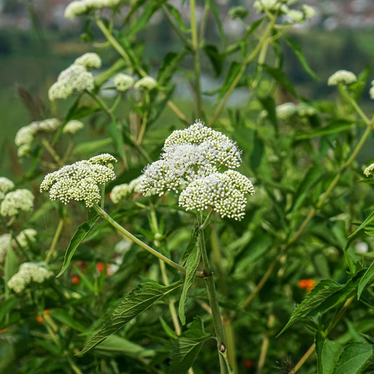 Eupatorium maculatum 'Album' (koninginnekruid)