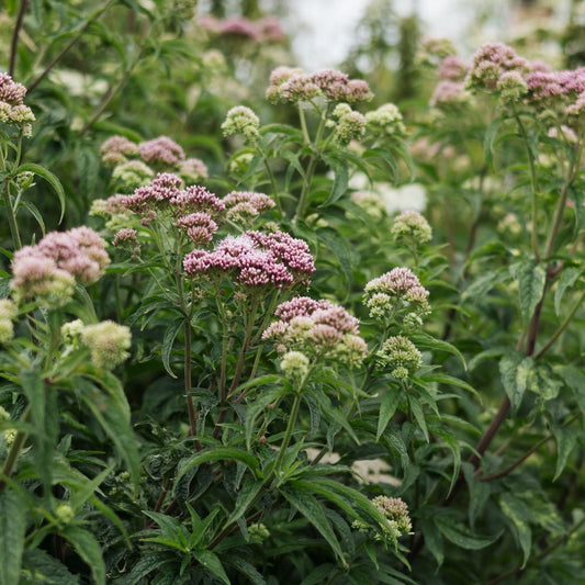 Eupatorium cannabinum (koninginnekruid)