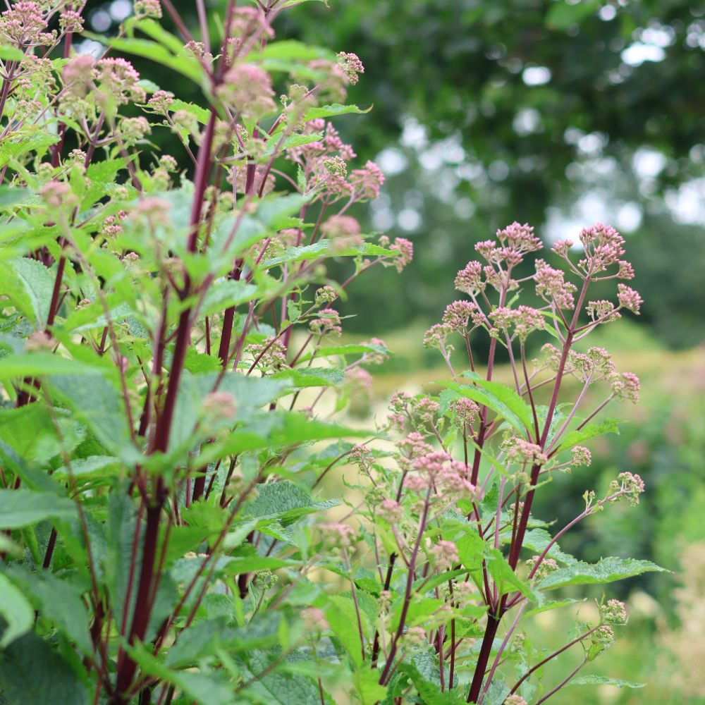 Eupatorium maculatum 'Purple Bush' (koninginnekruid)