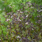 Eupatorium rugosum 'Chocolate' (leverkruid) BIO