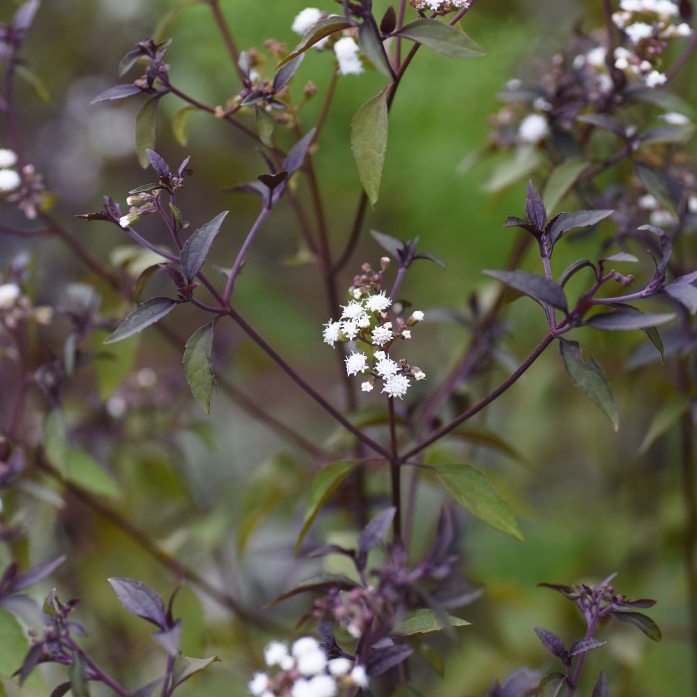 Eupatorium rugosum 'Chocolate' (leverkruid) BIO