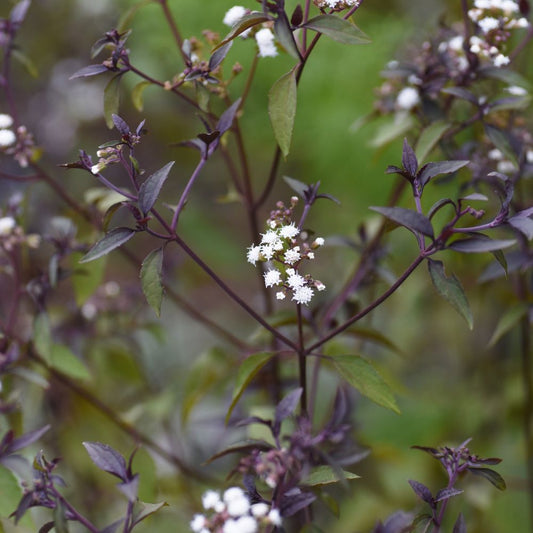 Eupatorium rugosum 'Chocolate' (leverkruid) BIO