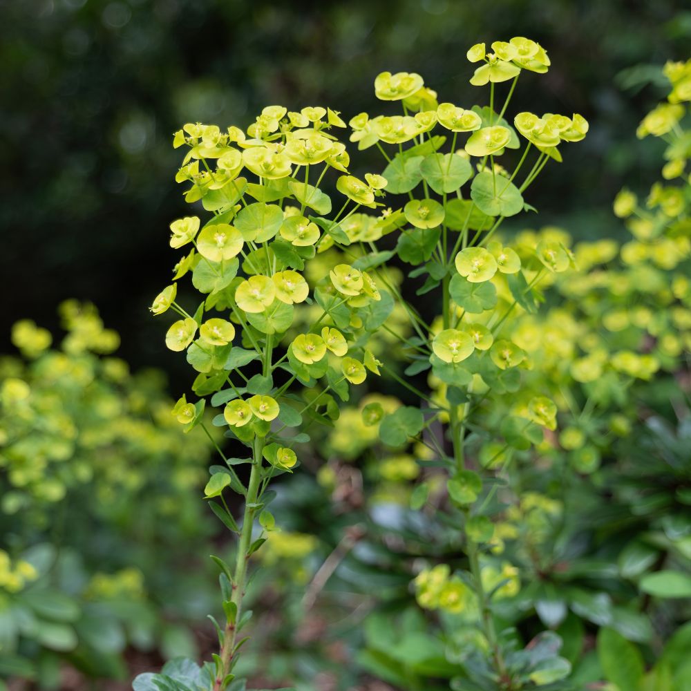 Euphorbia amygdaloides robbiae (wolfsmelk)