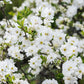 Exochorda macrantha 'The Bride' (parelstruik)