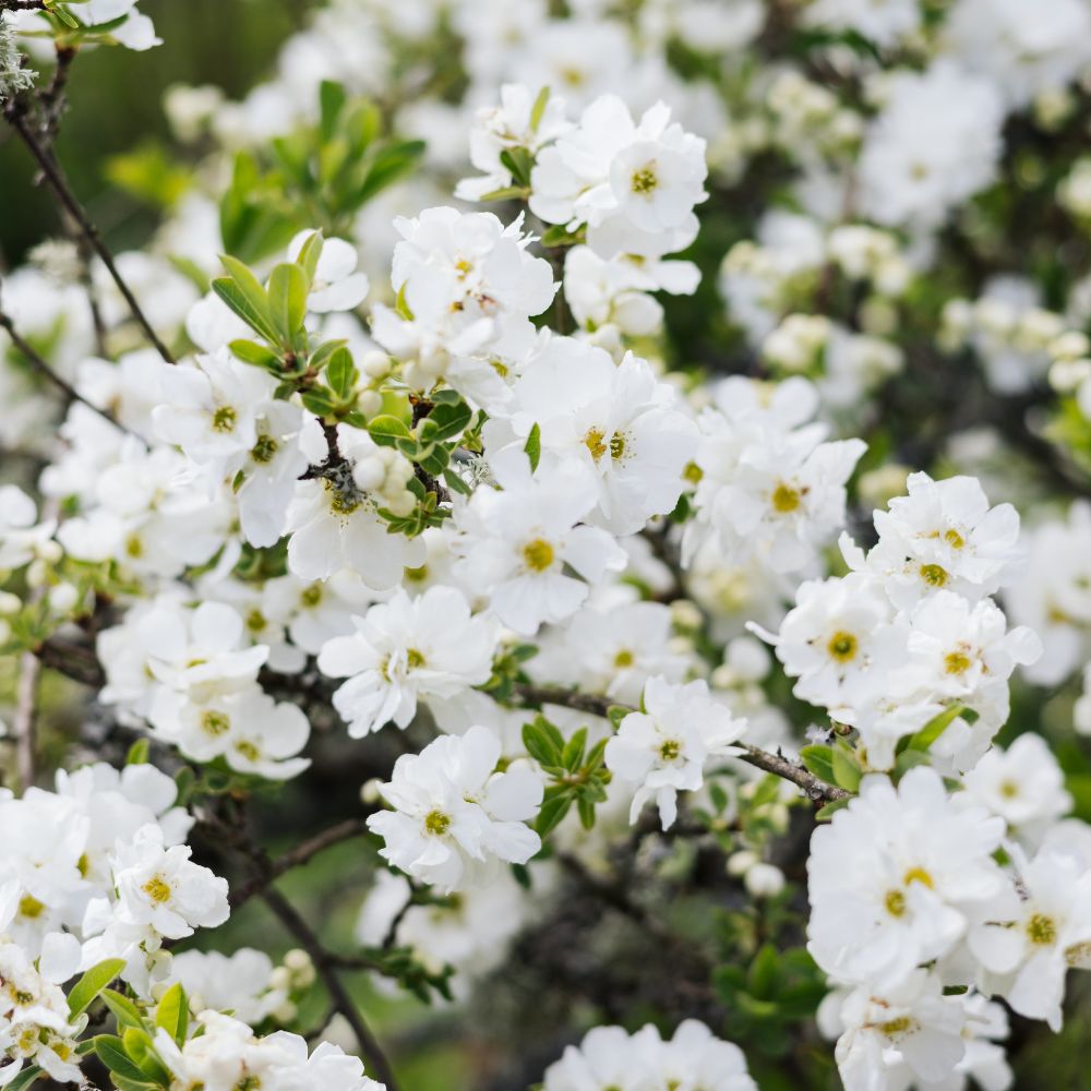 Exochorda macrantha 'The Bride' (parelstruik)