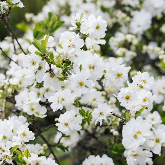 Exochorda macrantha 'The Bride' (parelstruik)