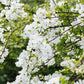 Exochorda macrantha 'The Bride' (parelstruik)
