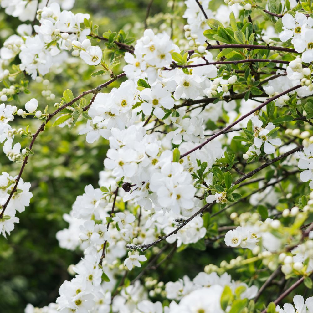 Exochorda macrantha 'The Bride' (parelstruik)