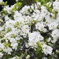 Exochorda macrantha 'The Bride' (parelstruik)