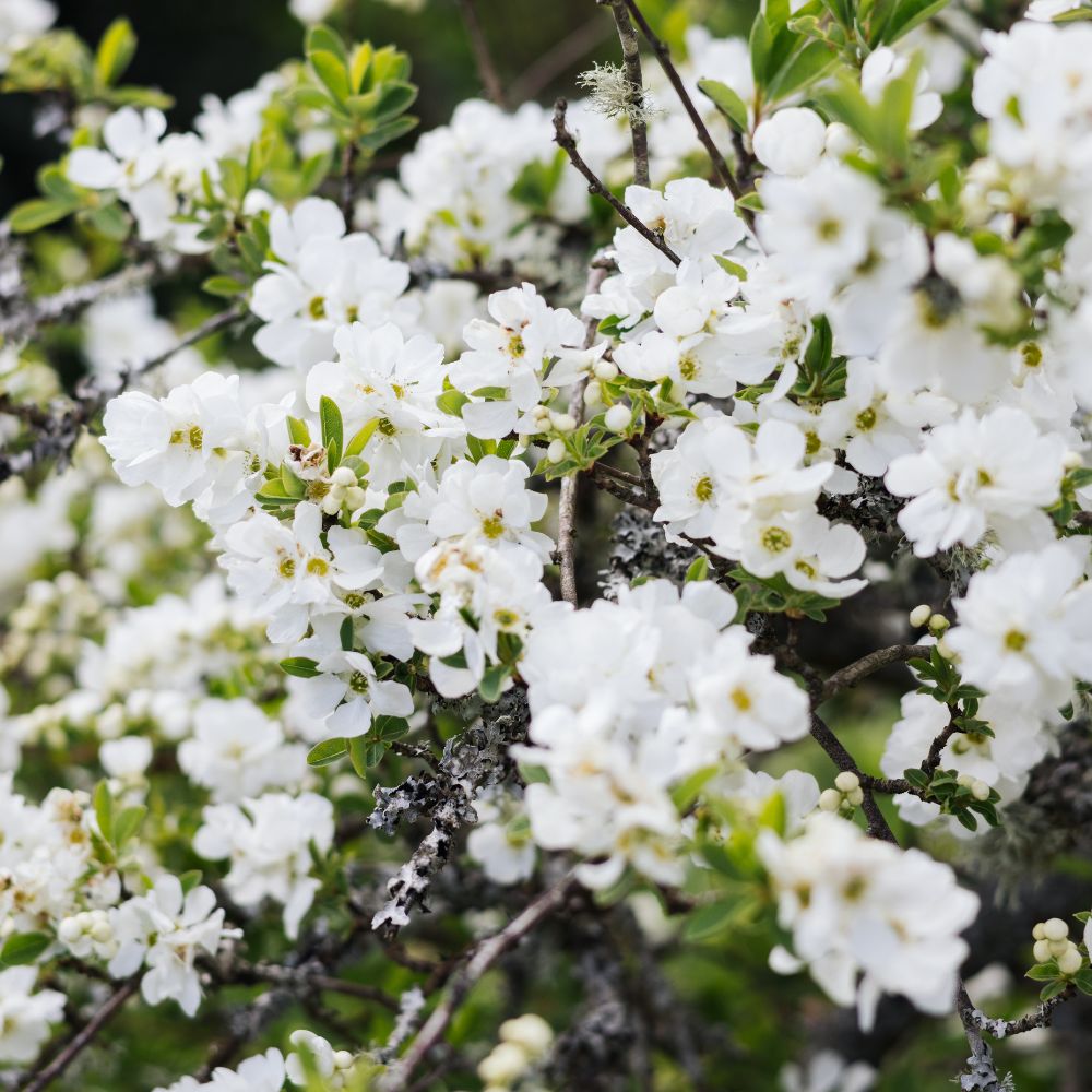 Exochorda macrantha 'The Bride' (parelstruik)