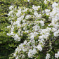 Exochorda macrantha 'The Bride' (parelstruik)