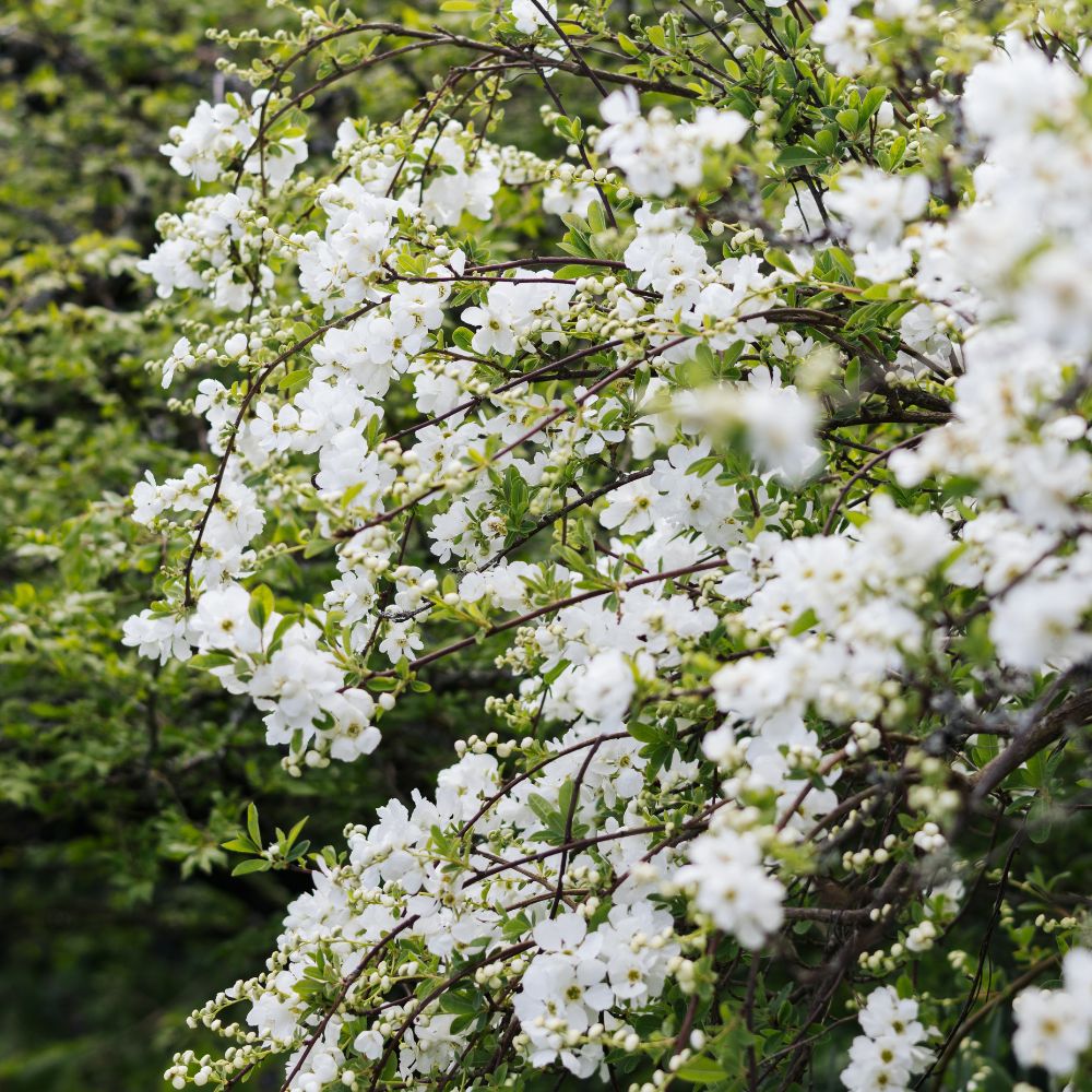 Exochorda macrantha 'The Bride' (parelstruik)