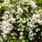 Exochorda macrantha 'The Bride' (parelstruik)