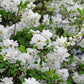 Exochorda macrantha 'The Bride' (parelstruik)