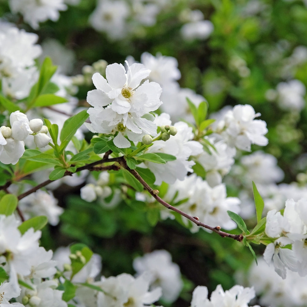 Exochorda macrantha 'The Bride' (parelstruik)