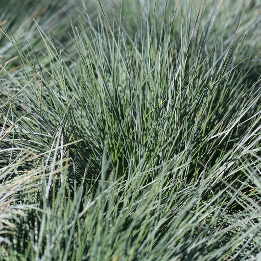 Festuca glauca (blauw schapengras)