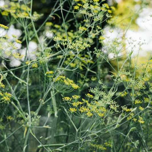 Foeniculum vulgare (venkel, zaden)
