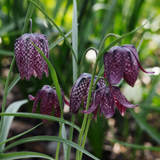 Fritillaria meleagris (kievitsbloem, 20 stuks) BIO