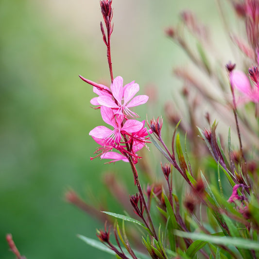 Gaura lindheimeri 'Siskiyou Pink' (prachtkaars)