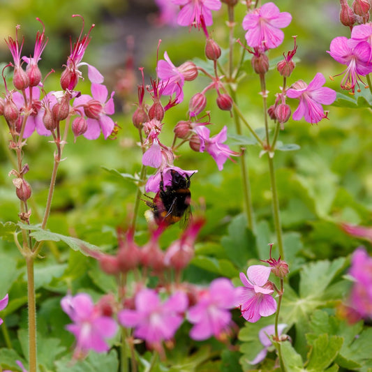 Geranium cantabrigiense 'Cambridge' (ooievaarsbek) BIO