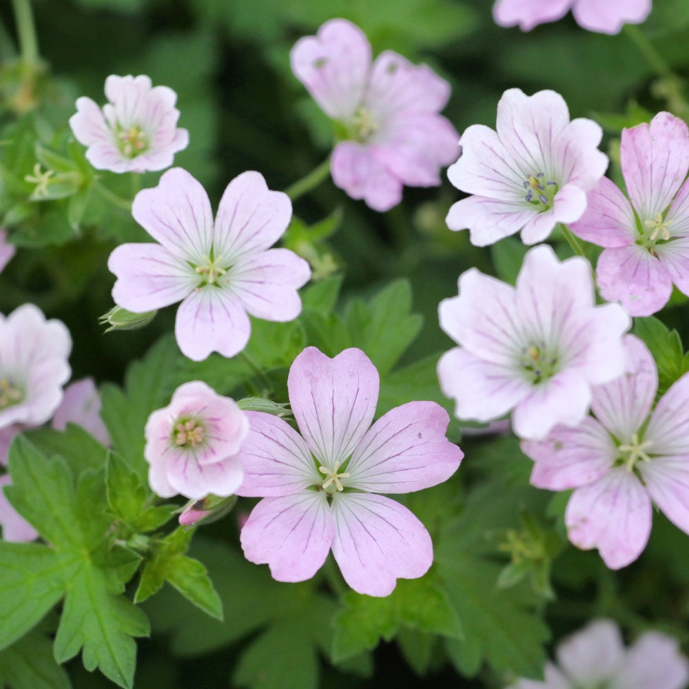 Geranium 'Dreamland' (ooievaarsbek)