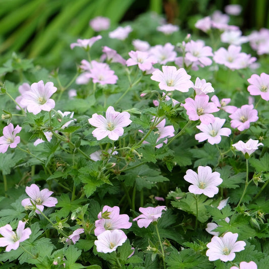 Geranium 'Dreamland' (ooievaarsbek)