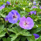 Geranium 'Johnson's Blue' (ooievaarsbek)