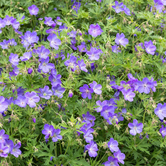 Geranium 'Johnson's Blue' (ooievaarsbek) BIO