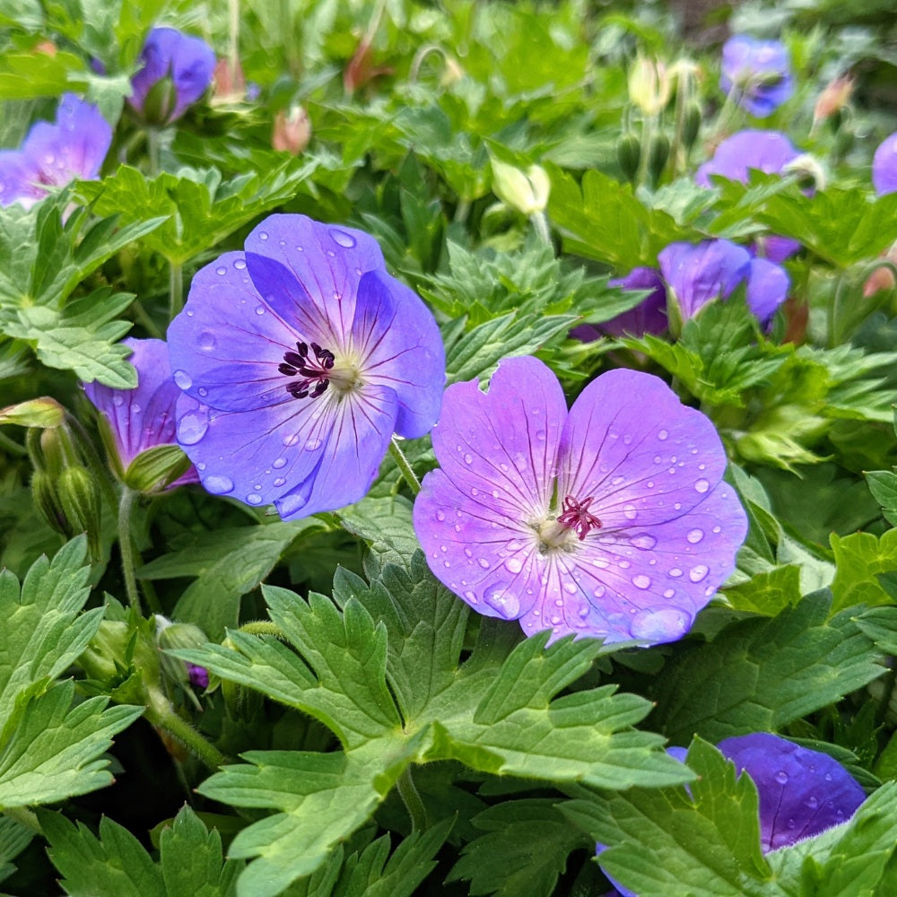 Geranium 'Johnson's Blue' (ooievaarsbek) BIO