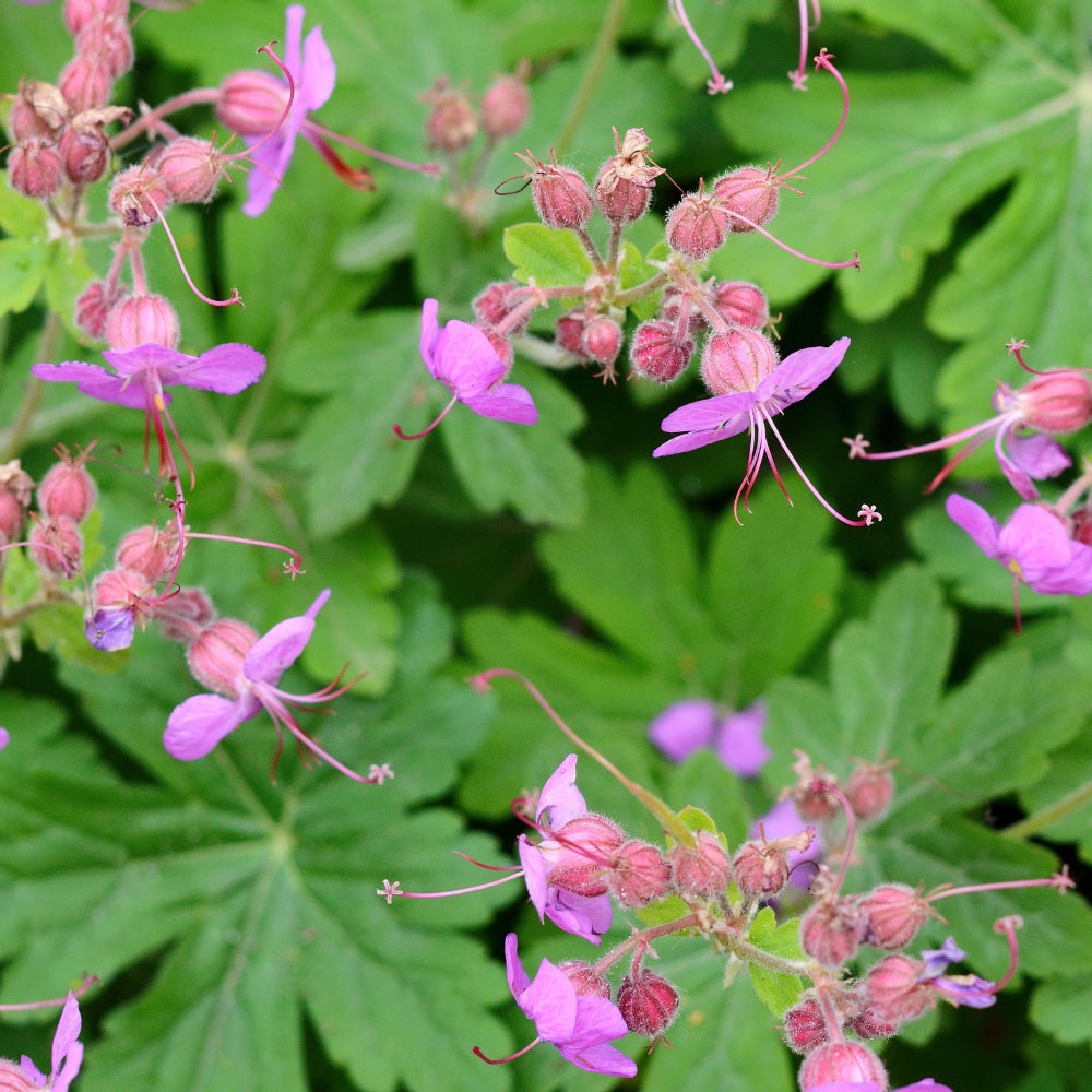 Geranium macrorrhizum 'Czakor' (ooievaarsbek) BIO