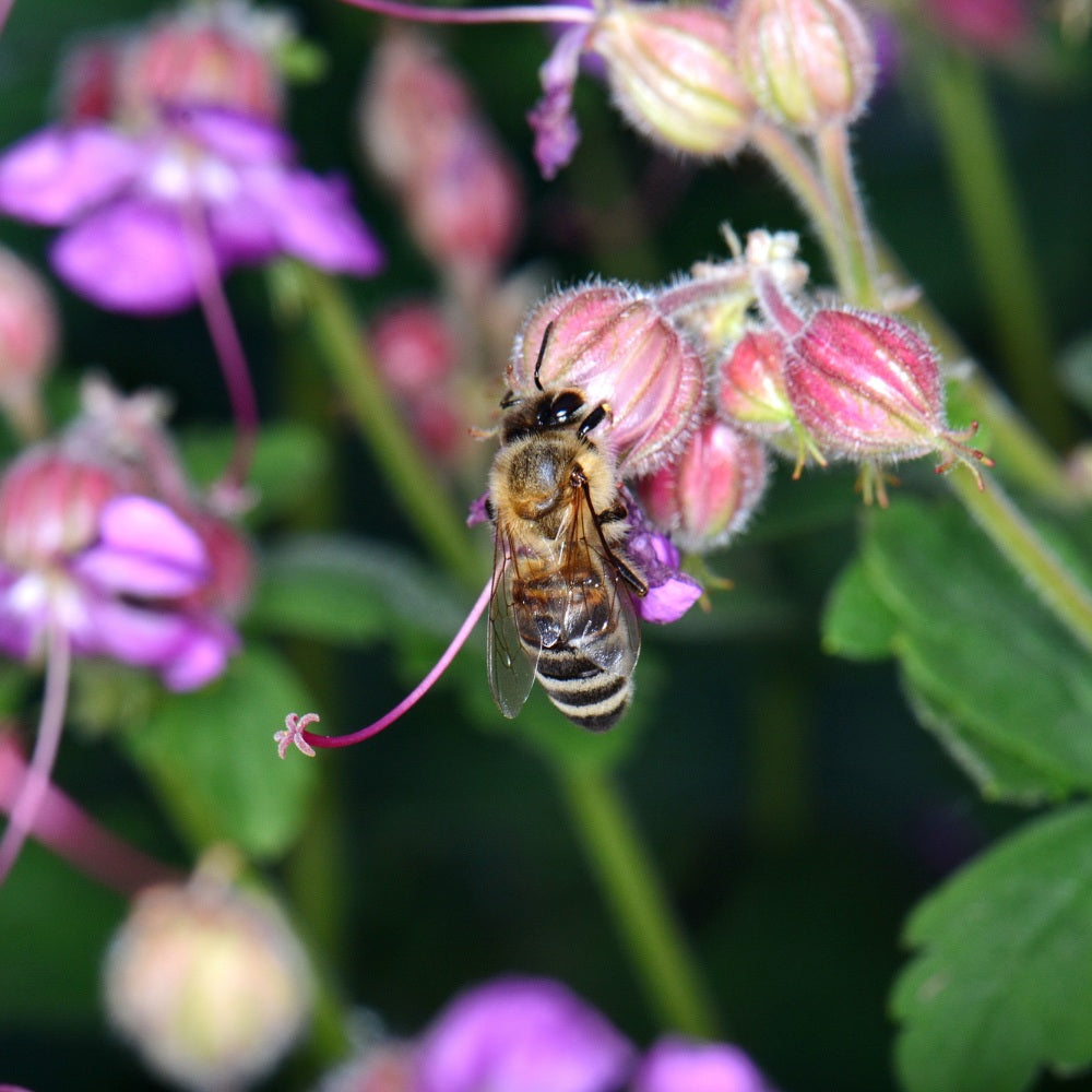 Geranium macrorrhizum 'Czakor' (ooievaarsbek) BIO