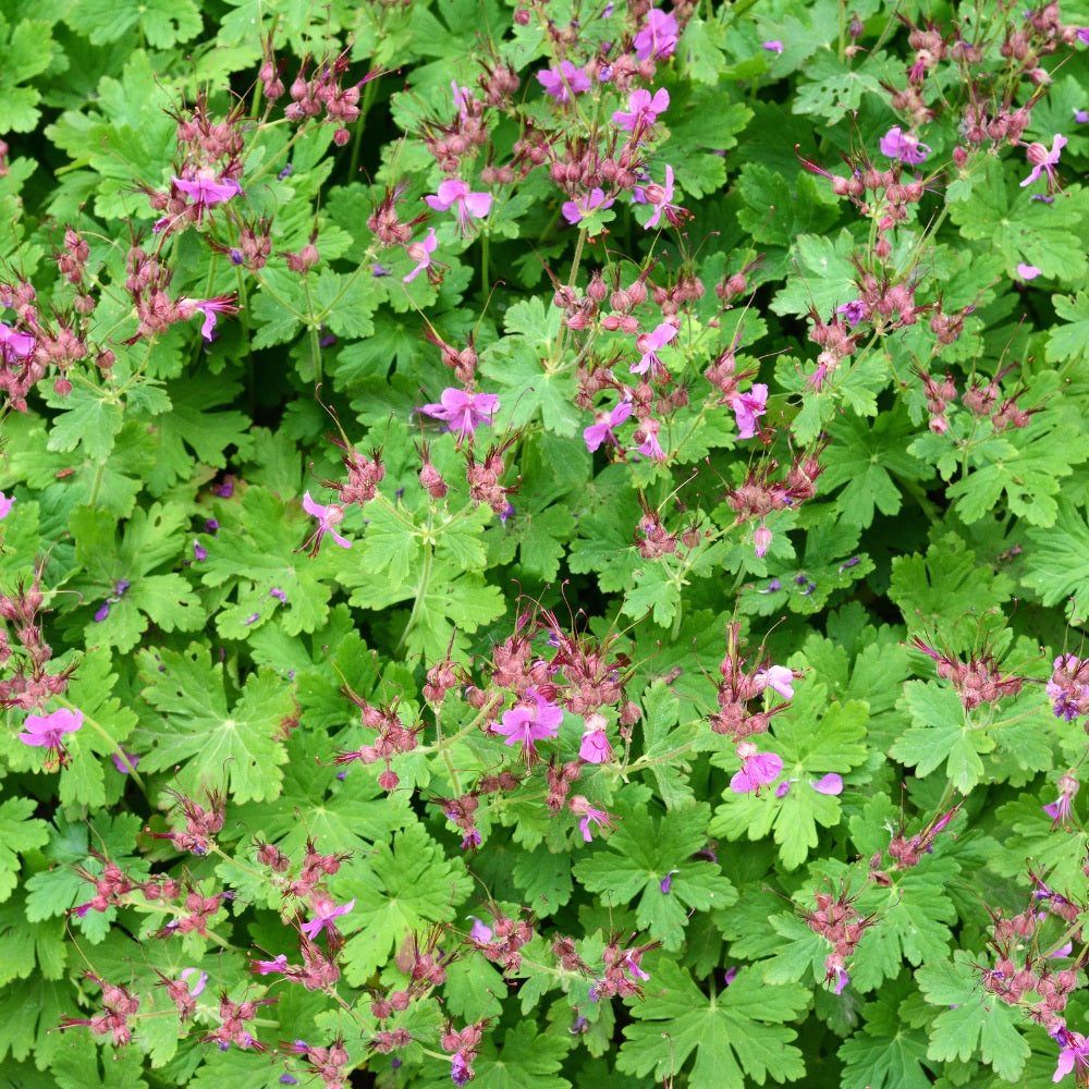 Geranium macrorrhizum 'Czakor' (ooievaarsbek) BIO