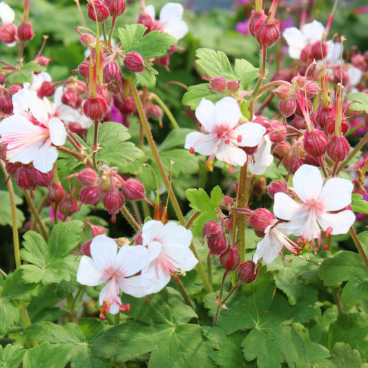 Geranium macrorrhizum 'Spessart' (ooievaarsbek) BIO