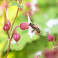 Geranium macrorrhizum 'Spessart' (ooievaarsbek) BIO