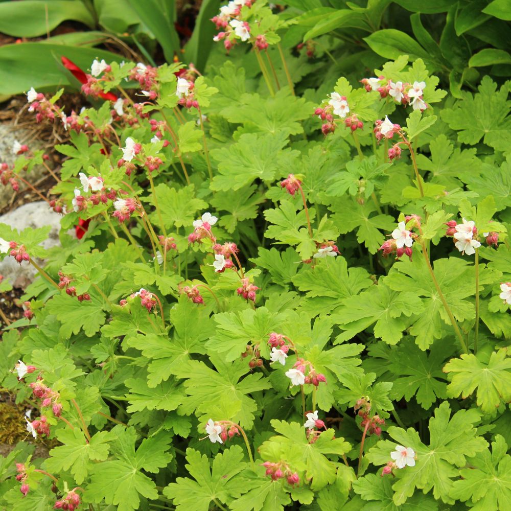 Geranium macrorrhizum 'Spessart' (ooievaarsbek) BIO