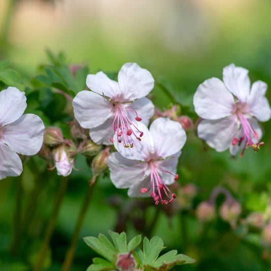 Geranium cantabrigiense 'St Ola' (ooievaarsbek) BIO