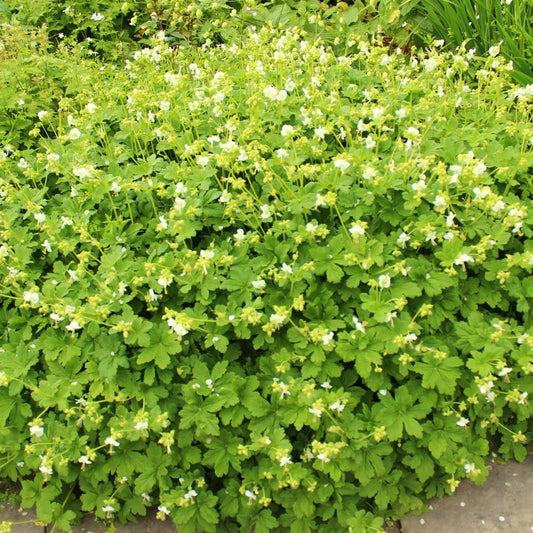 Geranium macrorrhizum 'White Ness' (ooievaarsbek)