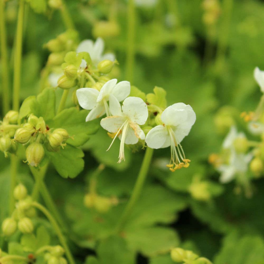 Geranium macrorrhizum 'White Ness' (ooievaarsbek)