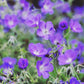 Geranium 'Orion' (ooievaarsbek)