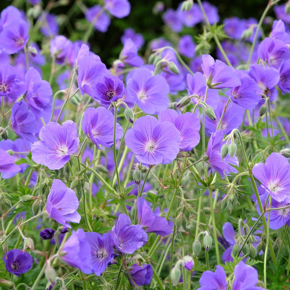 Geranium 'Orion' (ooievaarsbek) BIO