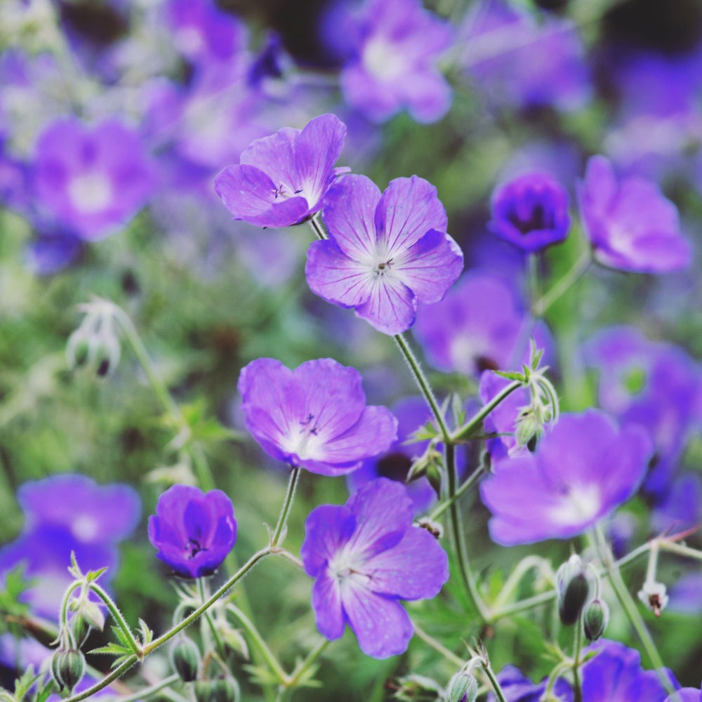 Geranium 'Orion' (ooievaarsbek) BIO