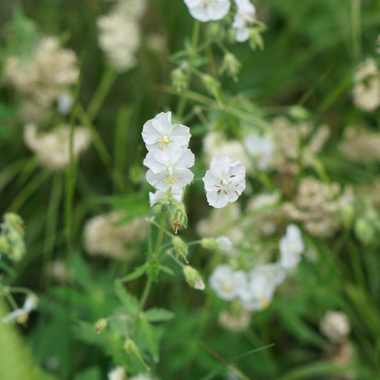 Geranium phaeum 'Album' (ooievaarsbek)