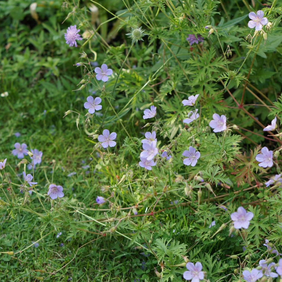 Geranium pratense ECO | Beemdooievaarsbek | MAY & JUNE
