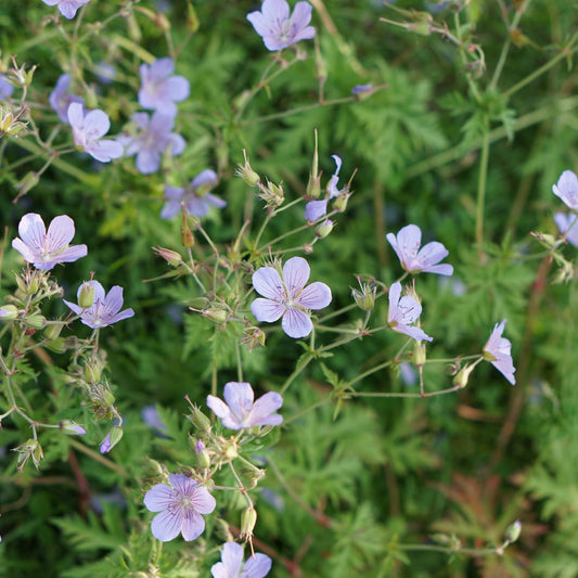 Geranium pratense (beemdooievaarsbek)