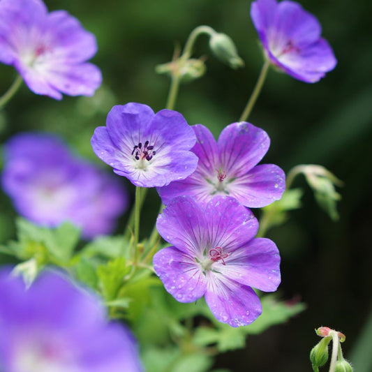 Geranium 'Rozanne' (ooievaarsbek)