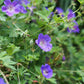 Geranium 'Rozanne' (ooievaarsbek)