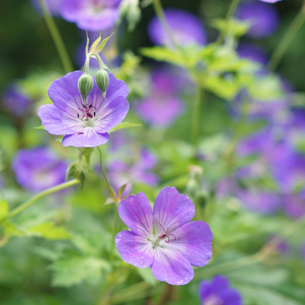 Geranium 'Rozanne' (ooievaarsbek)