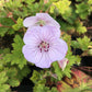Geranium 'Lilac Ice' (ooievaarsbek)